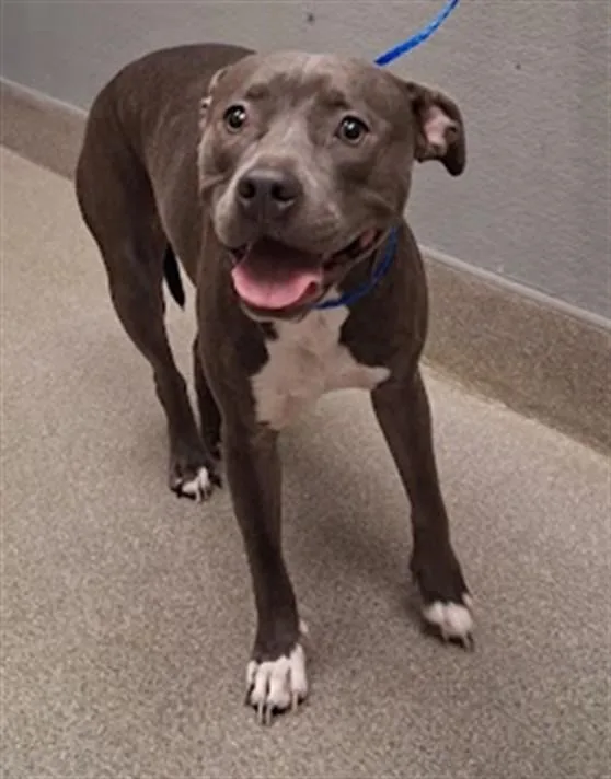 An adult large-sized female Pit Bull Terrier dog named Valkerie for adoption in Las Vegas, NV