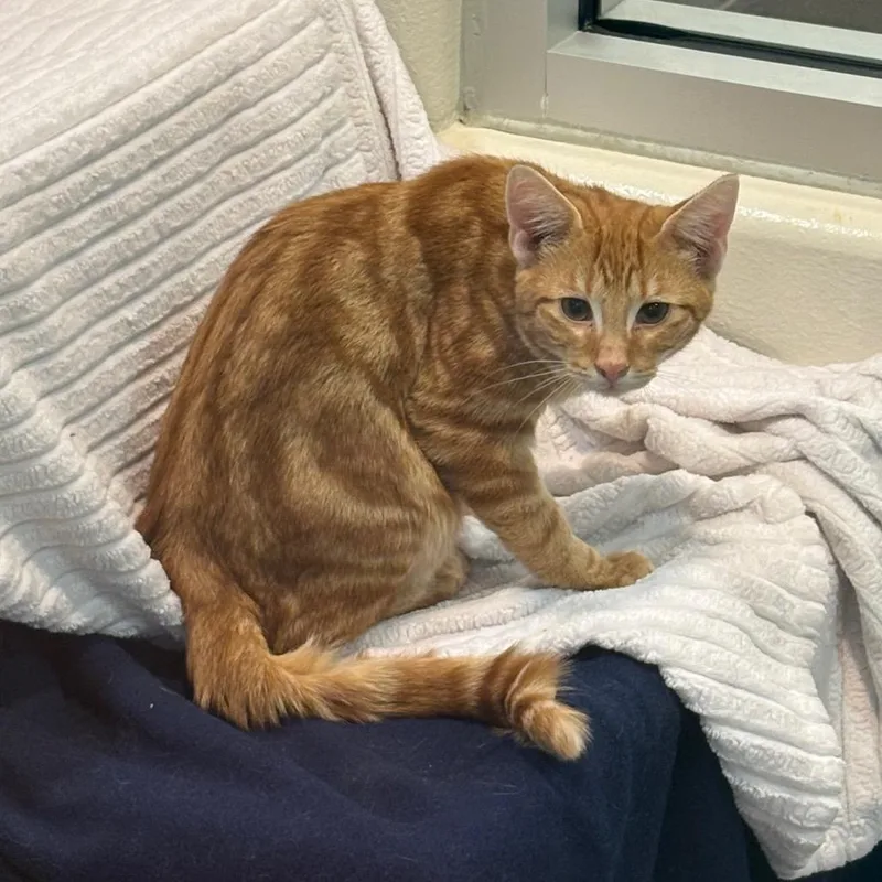 A baby medium-sized male Orange / Red Domestic Short Hair cat named Elvis for adoption in Fairport, NY