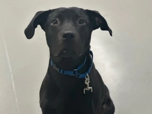 An adult medium-sized male Mixed Breed dog named Texas for adoption in Ridgewood, NY