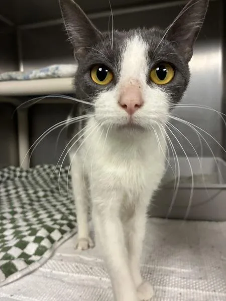 An adult small-sized female Domestic Short Hair cat named Maggie May for adoption in Richmond, VA