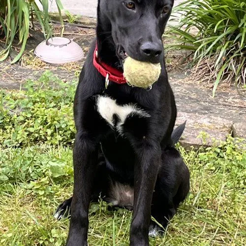 A young medium-sized female Black Labrador Retriever dog named Lexi for adoption in Leesburg, AL