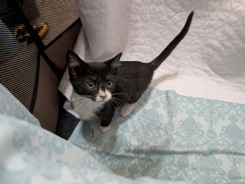 A baby large-sized male Domestic Short Hair cat named Carmelo for adoption in warrenville, SC