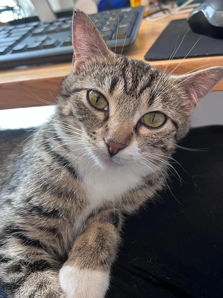 A young small-sized female Domestic Short Hair cat named Aqua for adoption in Minneapolis, MN