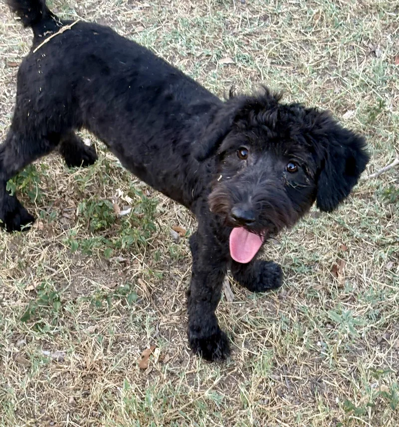 A baby small-sized male Black Terrier dog named Jett for adoption in Mcallen, TX