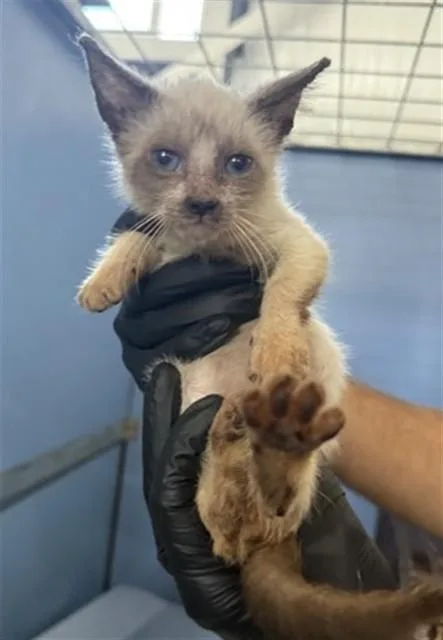 A baby small-sized male Domestic Short Hair cat named Arlo for adoption in San Bernardino, CA