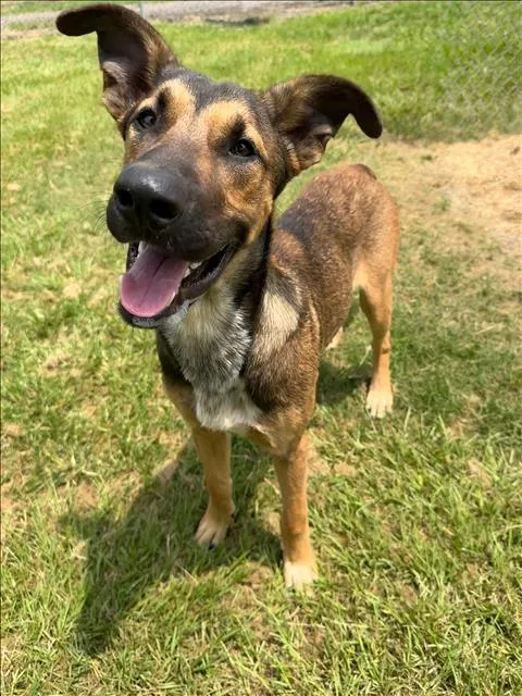 A young medium-sized male Belgian Shepherd / Malinois dog named Cinemark for adoption in Conroe, TX