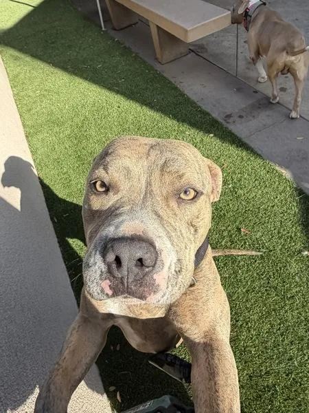 A young medium-sized female Pit Bull Terrier dog named Tabby for adoption in San Diego, CA
