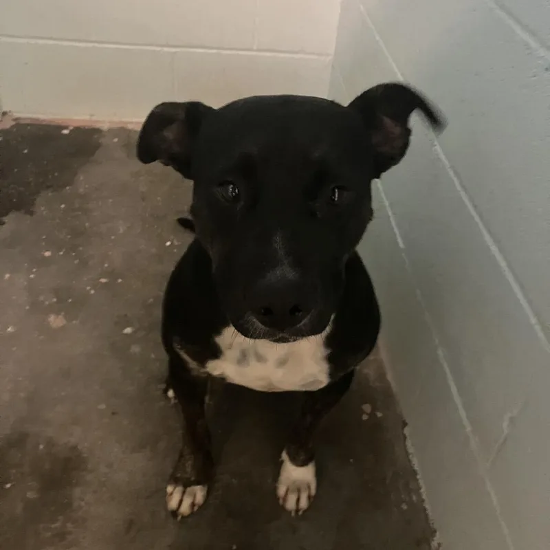 An adult medium-sized female Black Mixed Breed dog named Nova for adoption in Volcano, HI