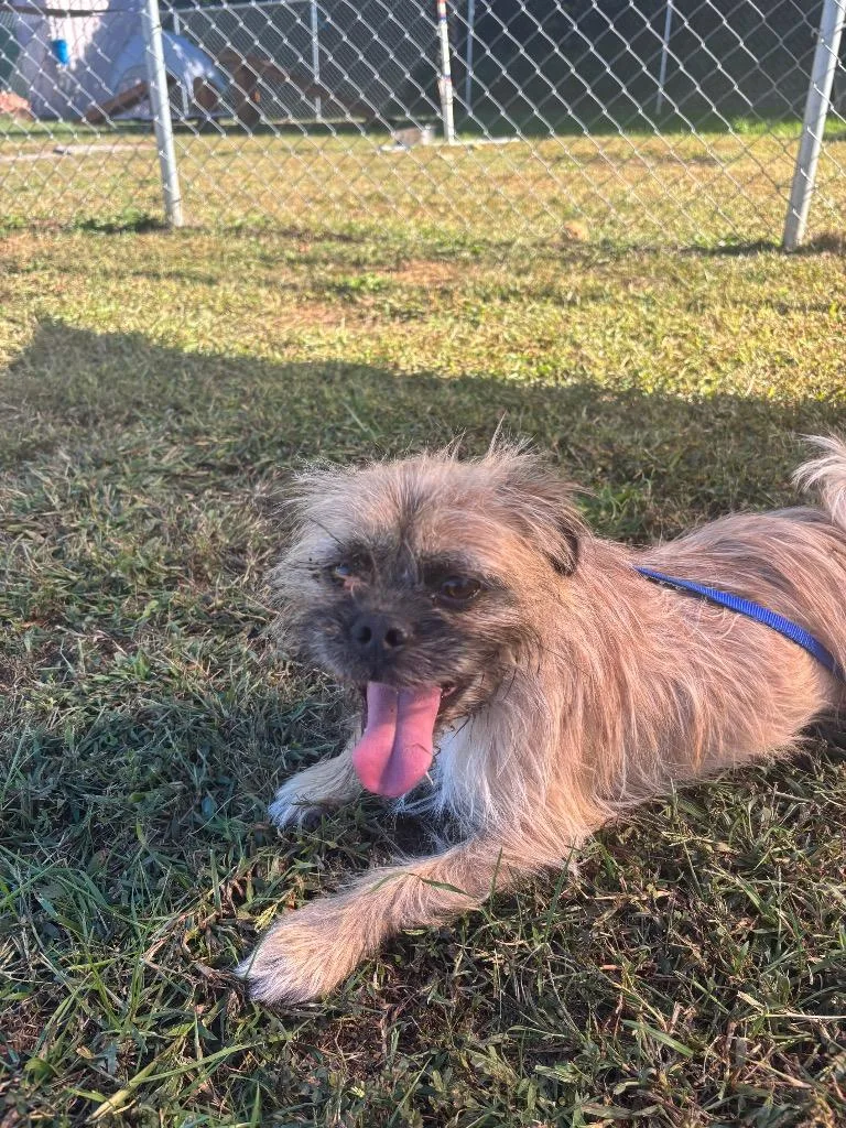 A young small-sized male Brussels Griffon dog named Champ for adoption in Blountville, TN
