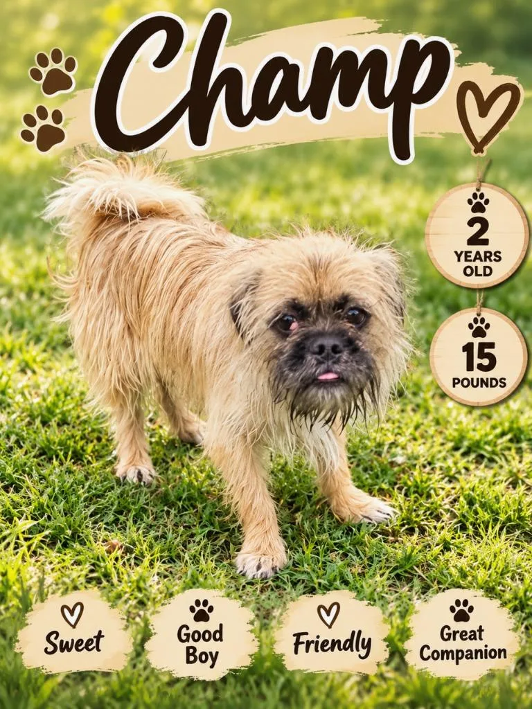 Champ thumbnail 2