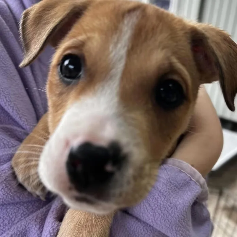 A baby medium-sized female Terrier dog named Croissant for adoption in Eugene, OR
