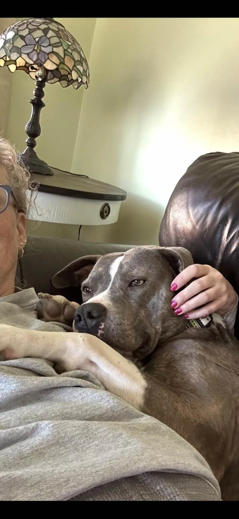 An adult medium-sized male Pit Bull Terrier dog named Jackson for adoption in Wyandotte, MI