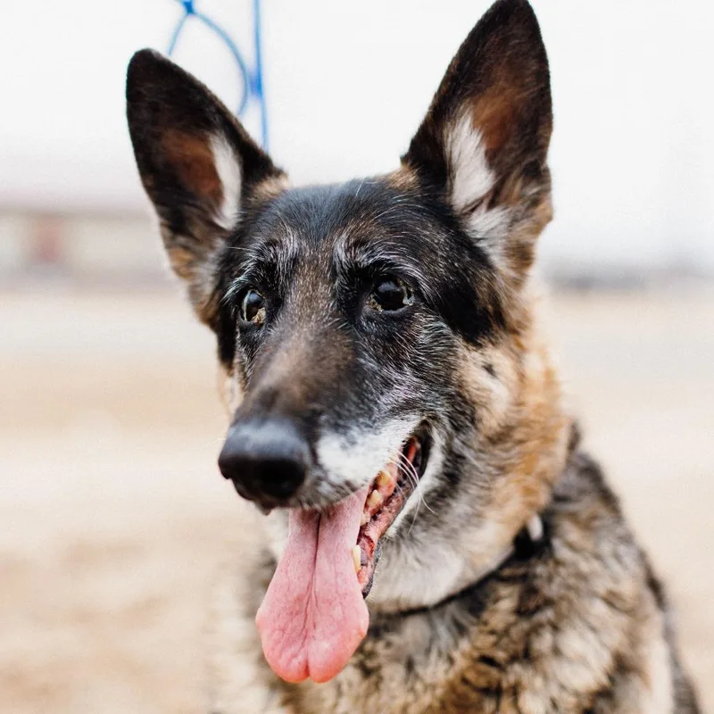 A senior large-sized female Black German Shepherd Dog dog named Greta for adoption in Saint Cloud, MN