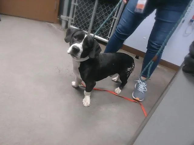 A young large-sized male Basset Hound dog named Buster for adoption in Phoenix, AZ