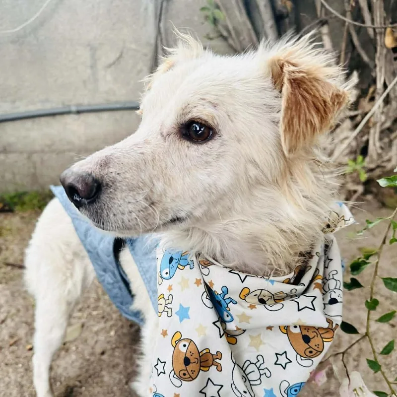 Panchito thumbnail 2