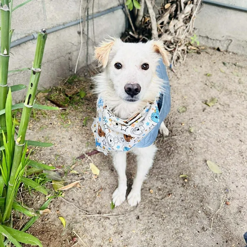 Panchito thumbnail 4