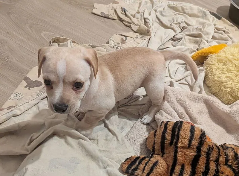 A baby small-sized female Chihuahua dog named Cakes Annette for adoption in Lakeland, FL