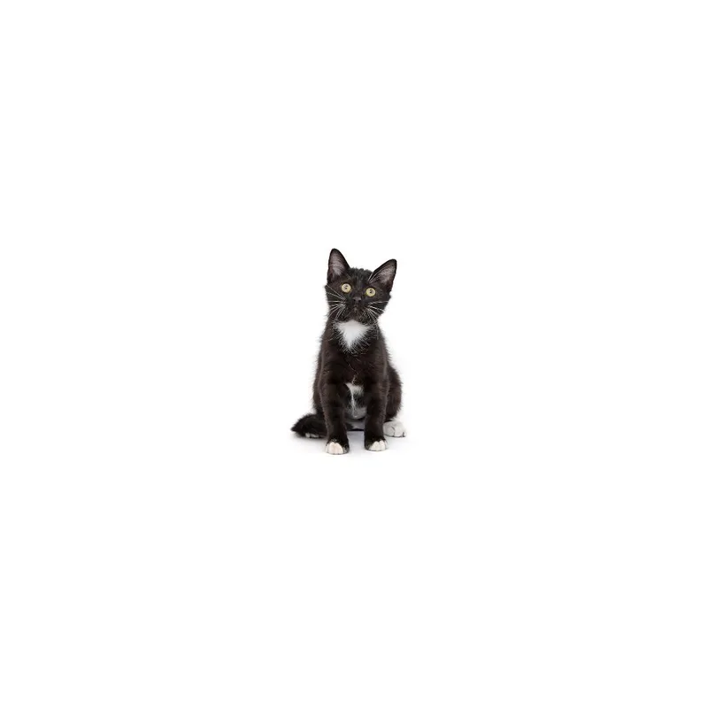 A baby small-sized female Black Domestic Short Hair cat named Pastel for adoption in Playa Vista, CA