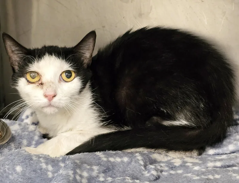 A senior medium-sized female Black Domestic Short Hair cat named Gypsy for adoption in Amityville, NY
