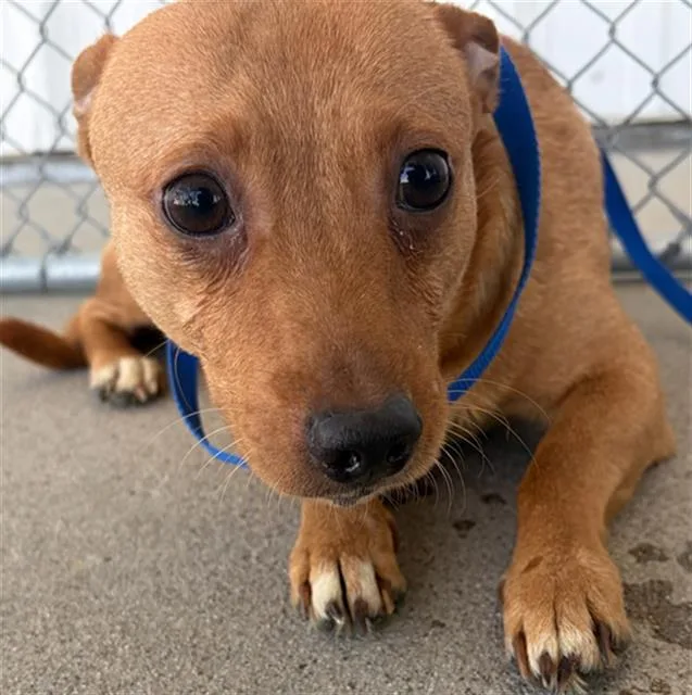 An adult small-sized male Chihuahua dog named Bean for adoption in Bakersfield, CA