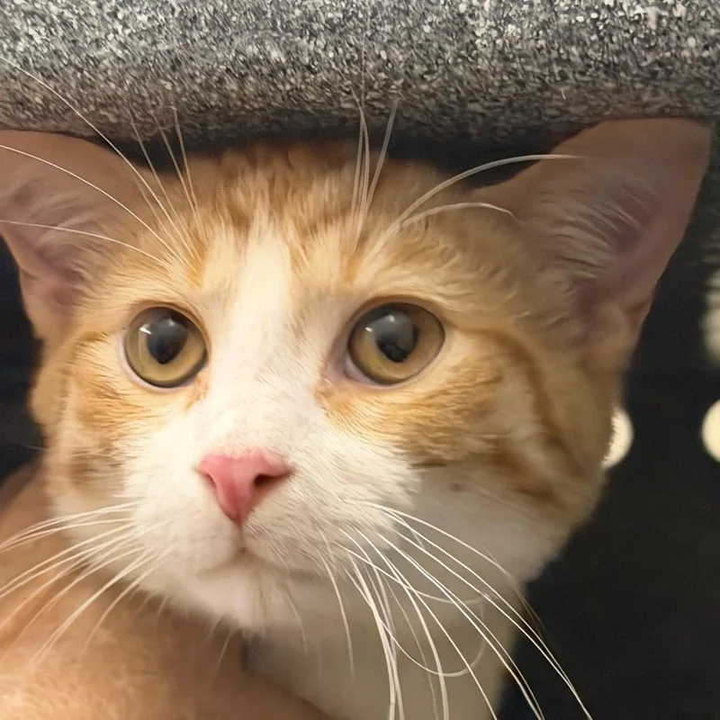 A baby medium-sized male Orange / Red Domestic Short Hair cat named Harvey for adoption in Birmingham, AL
