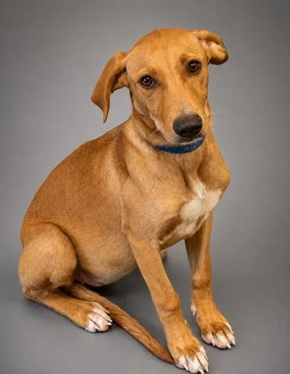 A young small-sized female German Shepherd Dog dog named Hoss for adoption in Bowling Green, KY