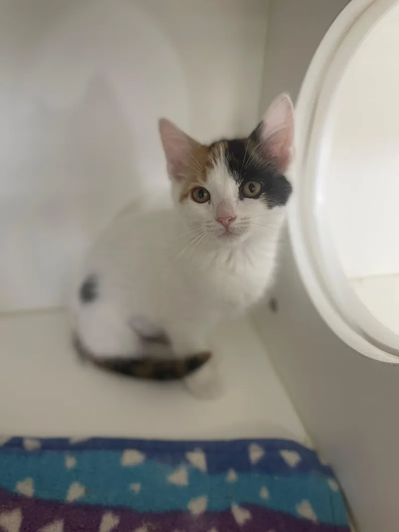 A baby medium-sized female Calico Domestic Short Hair cat named Sparkler for adoption in Neillsville, WI