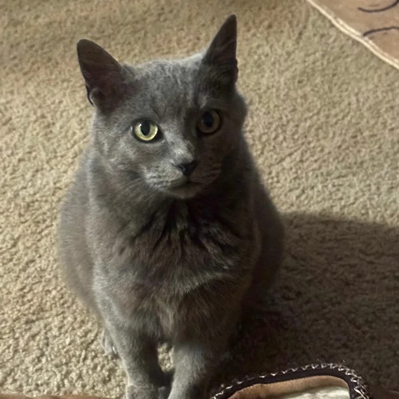 An adult large-sized female Gray / Blue / Silver Domestic Short Hair cat named Princess Rainbow for adoption in Harrisonburg, VA