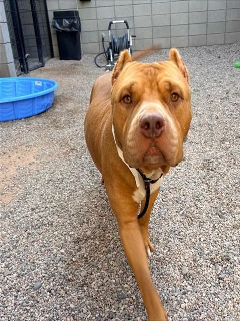 An adult large-sized male Cane Corso dog named Boxer for adoption in Mesa, AZ