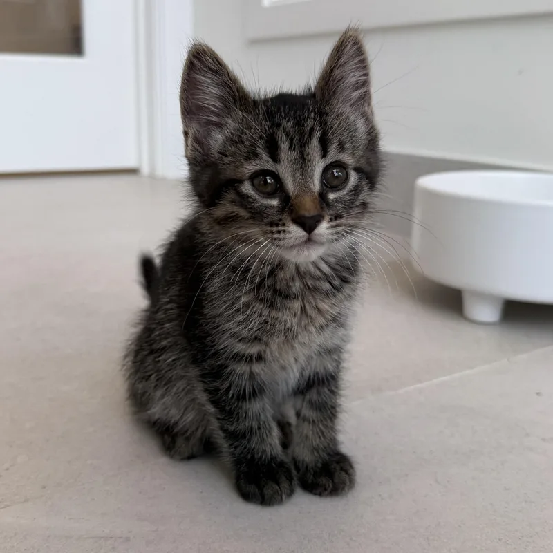 A baby medium-sized male Domestic Short Hair cat named Fafa for adoption in Evanston, IL