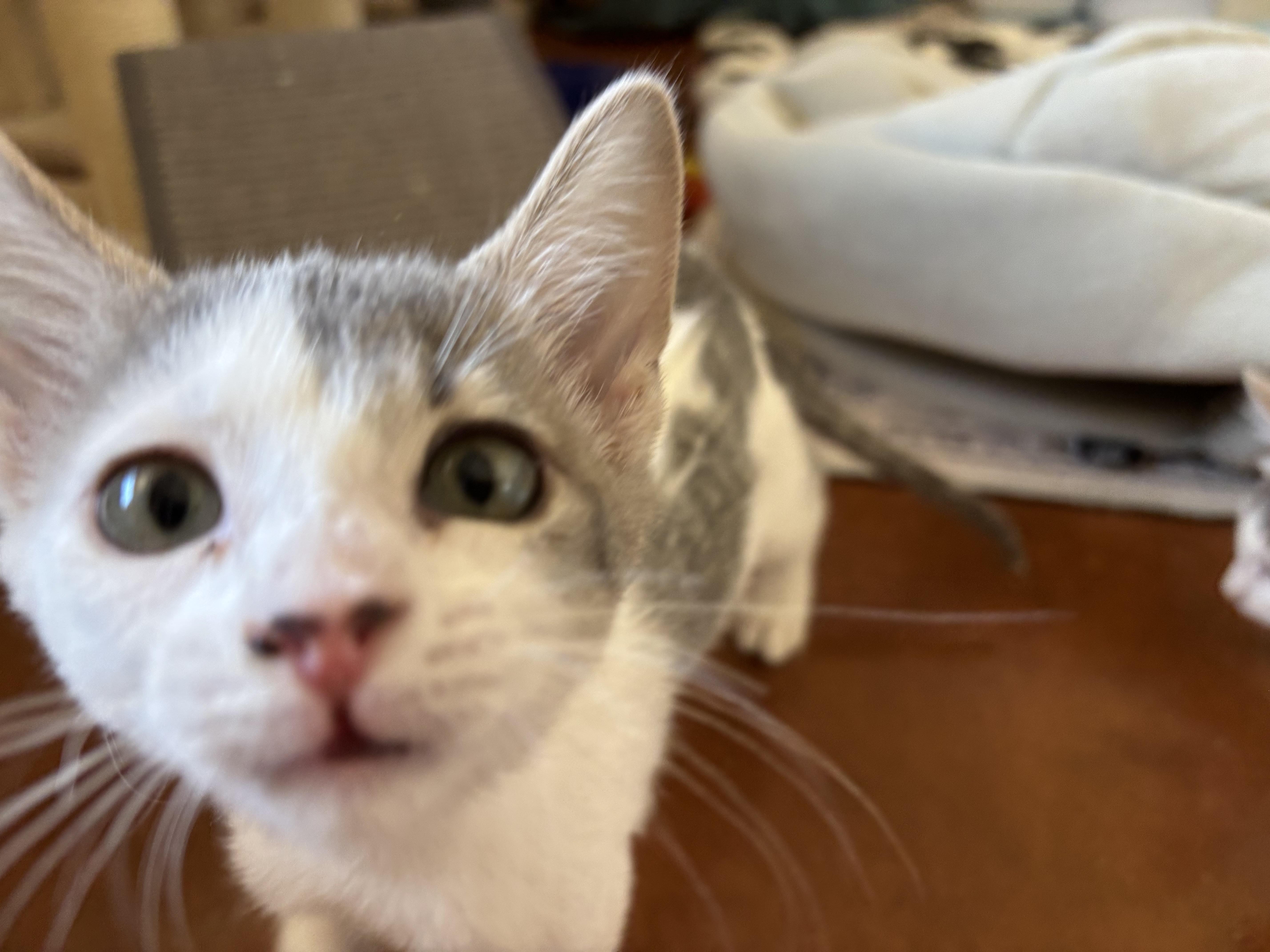 A young medium-sized male Gray & White Domestic Short Hair cat named Nano for adoption in Sierra Vista, AZ