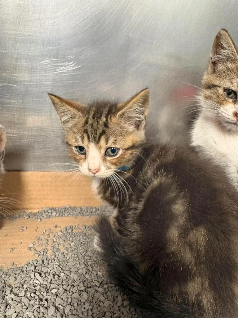 A baby small-sized male Domestic Short Hair cat named Maine for adoption in Lavonia, GA