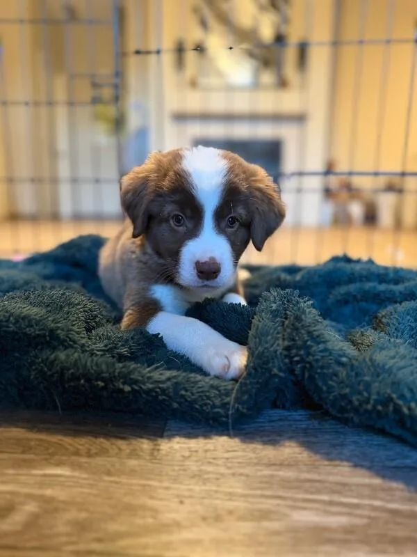 A young medium-sized male Brown / Chocolate Great Pyrenees dog named Link for adoption in North Bend, WA