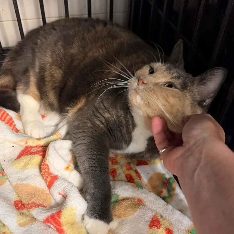 An adult large-sized female Dilute Calico cat named Nomi for adoption in Huntington, NY