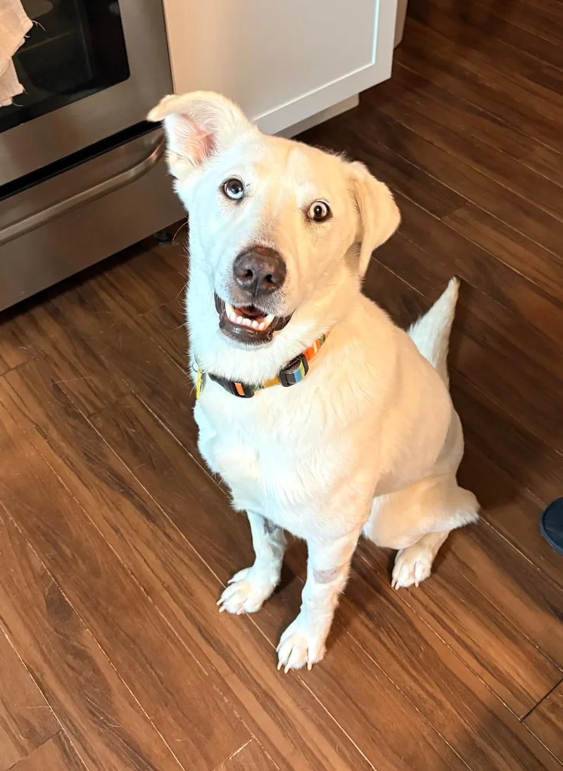 A young medium-sized female White / Cream Shepherd dog named Noelle for adoption in Coldwater, MI