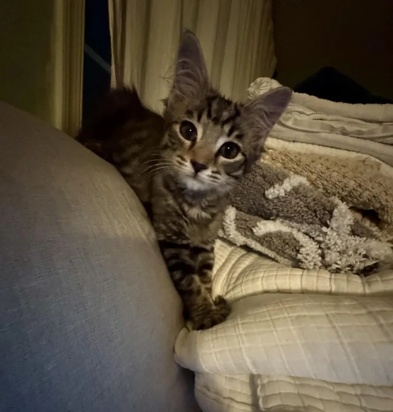 A baby medium-sized female Maine Coon cat named Lily for adoption in Vienna , VA