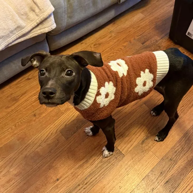 An adult small-sized female Black Mixed Breed dog named Sadie for adoption in Jersey City, NJ
