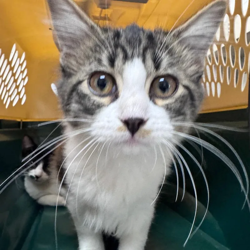 A young small-sized female Gray / Blue / Silver Domestic Medium Hair cat named Tiramisu for adoption in Lufkin, TX