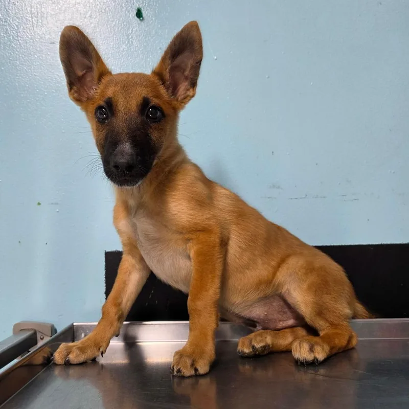 A baby small-sized male Yellow / Tan / Blond / Fawn German Shepherd Dog dog named Monterey for adoption in Jefferson city, TN