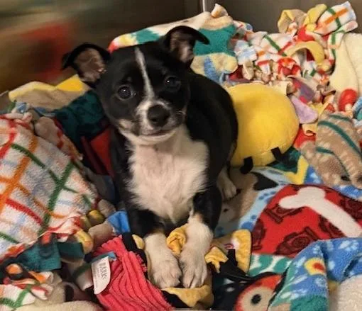 A baby small-sized male Chihuahua dog named Bradley for adoption in San Martin, CA