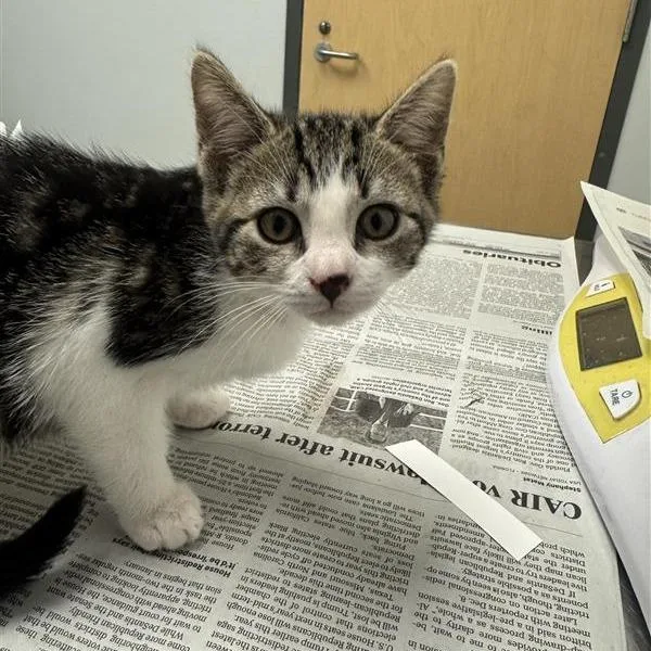 A baby small-sized female Buff / Tan / Fawn Domestic Short Hair cat named Balenciaga for adoption in Jacksonville, FL