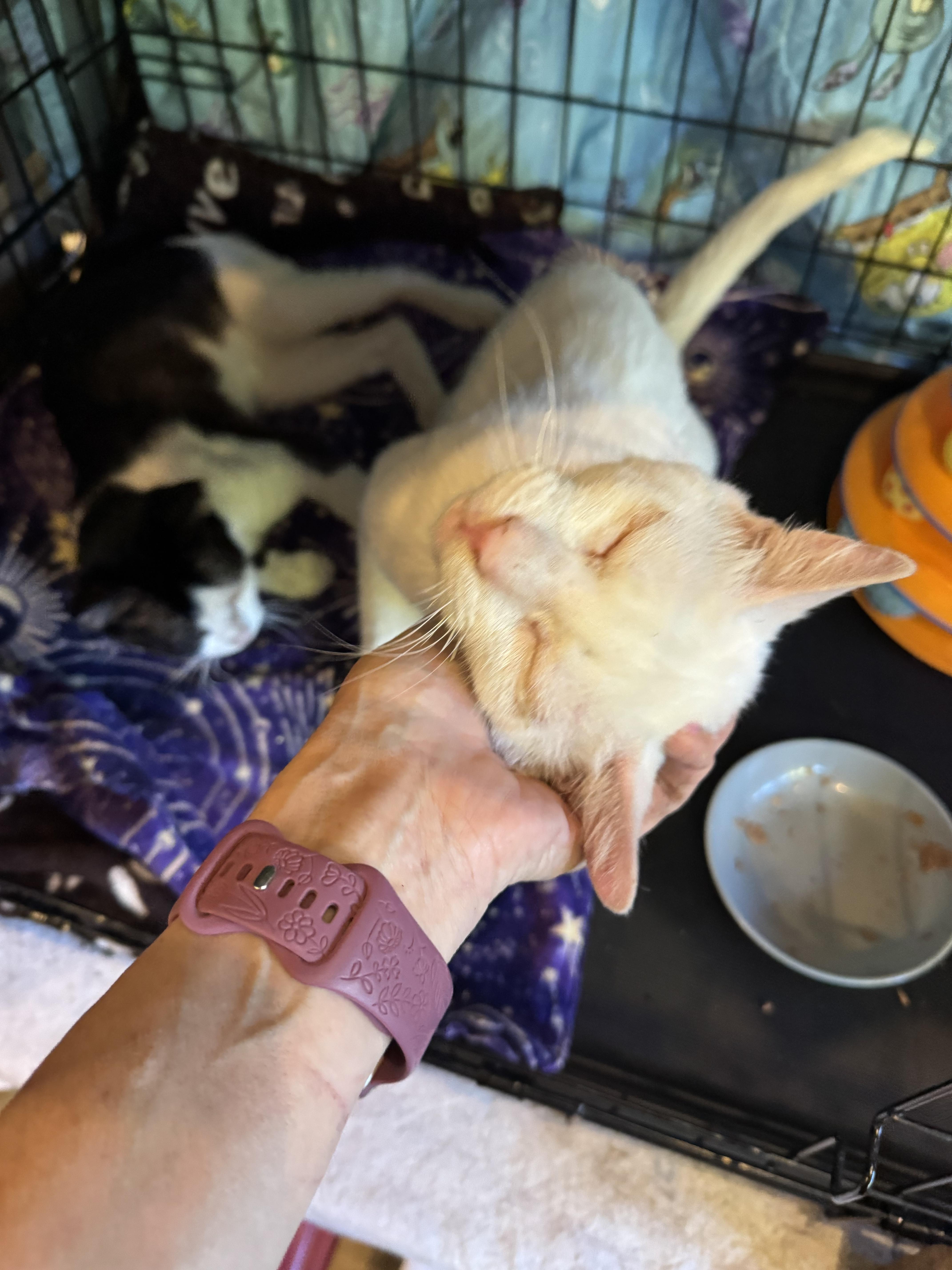 An adult medium-sized male White Domestic Short Hair cat named Hector for adoption in Wilsonville, OR