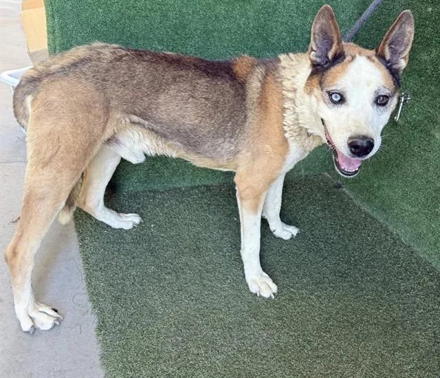 A senior medium-sized male German Shepherd Dog dog named Freddie for adoption in Lancaster, CA