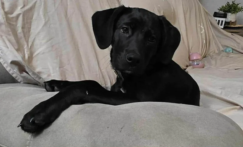 A baby medium-sized female Black Labrador Retriever dog named Pixel for adoption in Glocester, RI