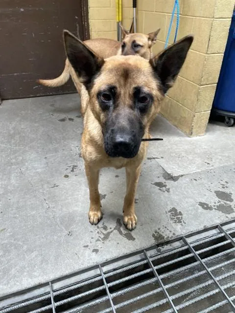 A young small-sized female German Shepherd Dog dog named Molly for adoption in Stockton, CA