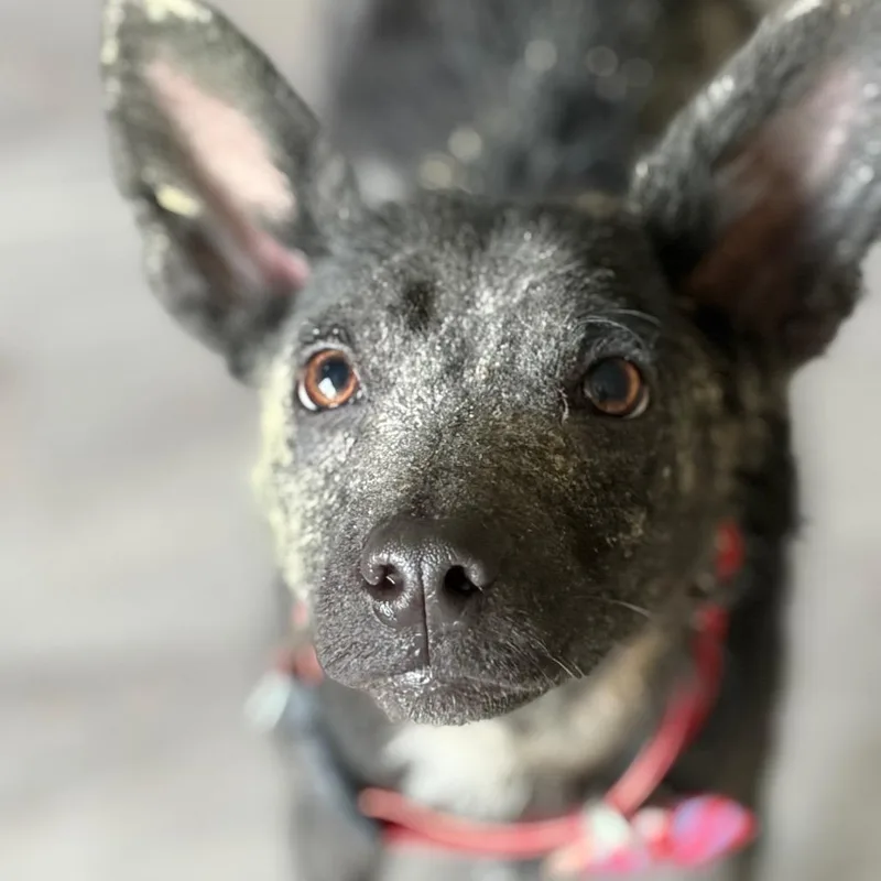 A young medium-sized male Black Terrier dog named Dakota for adoption in Washington, DC