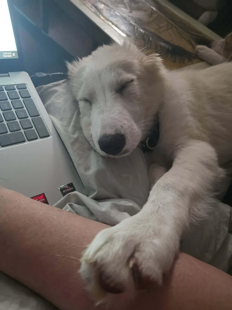Marshmallow