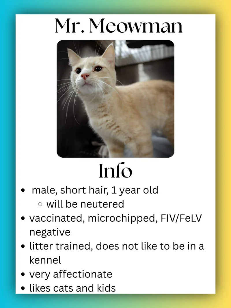 A young medium-sized male Buff / Tan / Fawn Domestic Short Hair cat named Mr. Meowman for adoption in Greensburg, IN