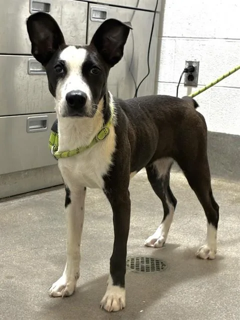 A young medium-sized female Pit Bull Terrier dog named April for adoption in Upper Marlboro, MD
