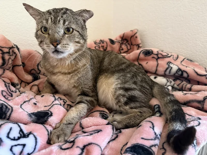 Bennie Benedict Ironwood